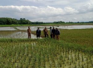 Ratusan Hektar Sawah di Kabupaten Tangerang Rusak Akibat Banjir