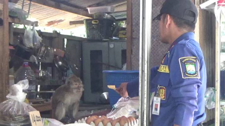 Serang Warga, UPT Damkar Cibodas Amankan Monyet Liar